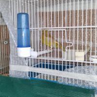 Canaris verdier de mutation #1