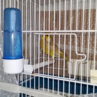 Canaris verdier de mutation #0