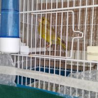 Canaris verdier de mutation #3