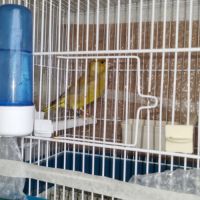 Canaris verdier de mutation #5