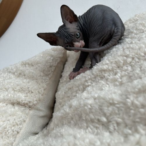 Adorables bébés sphynx #1