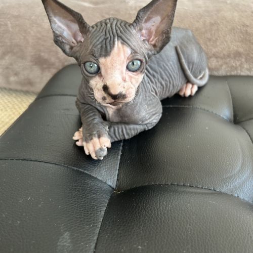 Adorables bébés sphynx #3