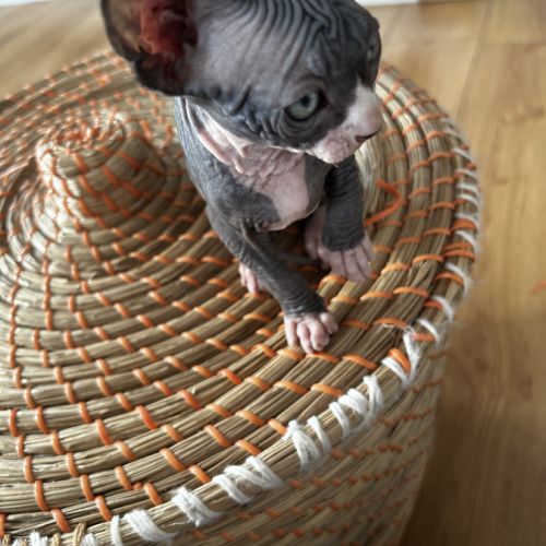 Adorables bébés sphynx #4