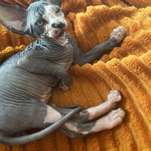 Adorables bébés sphynx #6