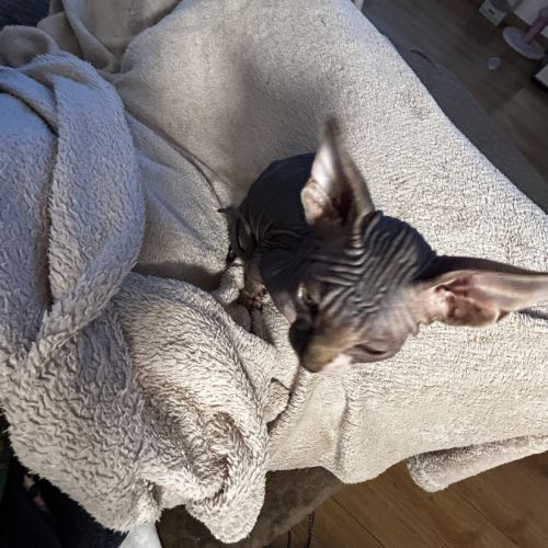 Adorables bébés sphynx #7