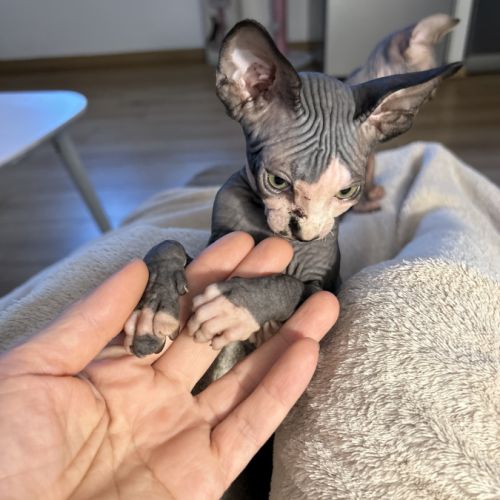 Adorables bébés sphynx #8