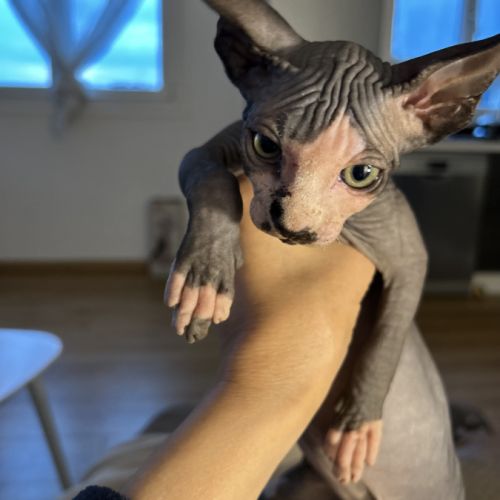 Adorables bébés sphynx #9