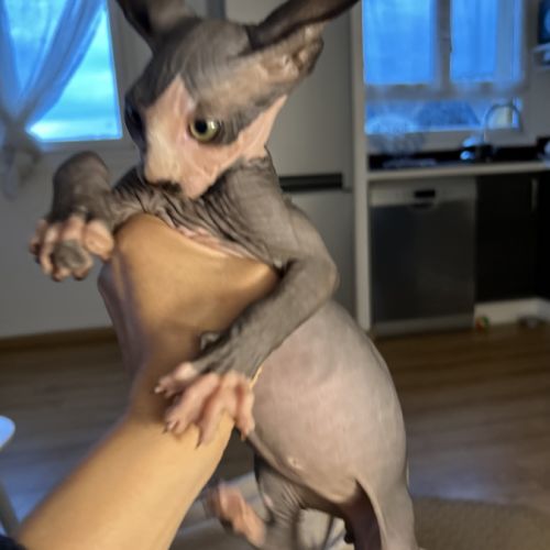 Adorables bébés sphynx #10