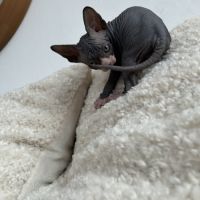 Adorables bébés sphynx #1