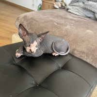 Adorables bébés sphynx