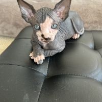 Adorables bébés sphynx #3