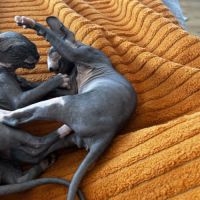 Adorables bébés sphynx #5