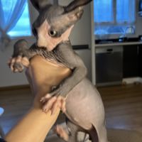 Adorables bébés sphynx #10