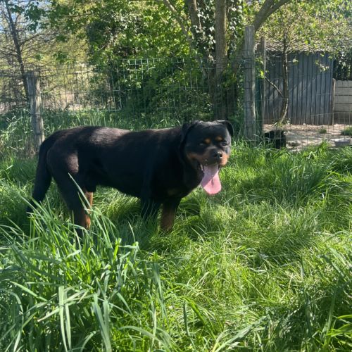 Mâle rottweiler #1