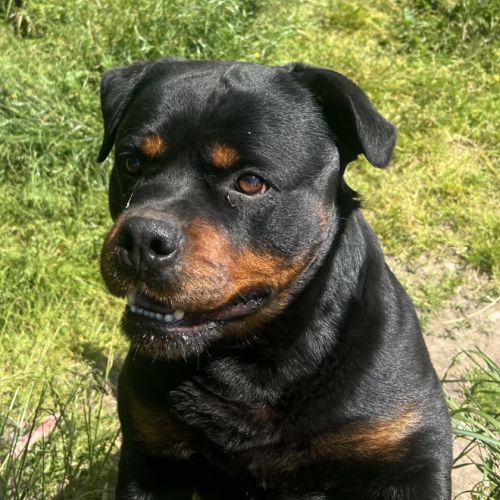 Mâle rottweiler #0