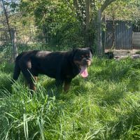 Mâle rottweiler #1