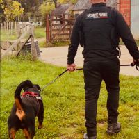 Mâle rottweiler #2