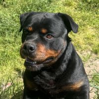 Mâle rottweiler