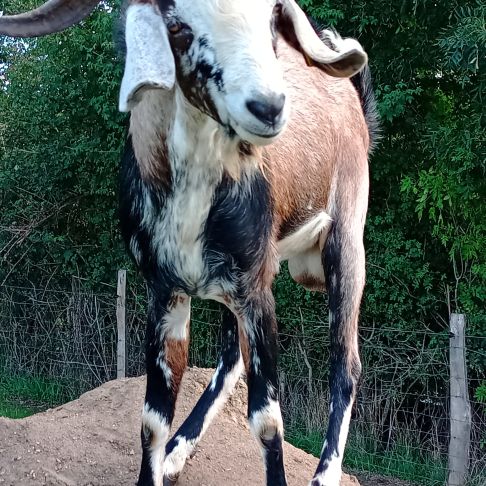 Jeune bouc anglo-nubien #0