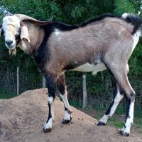 Jeune bouc anglo-nubien #1