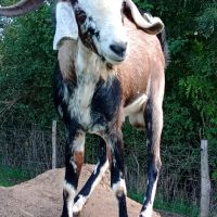 Jeune bouc anglo-nubien