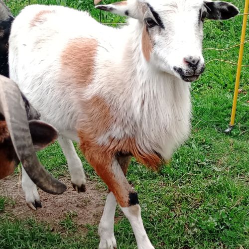 Mouton paint du désert #0