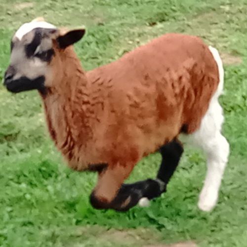 Mouton paint du désert #3