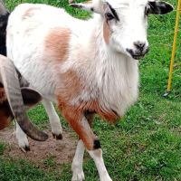 Mouton paint du désert