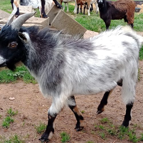 Jeune bouc extra nain #1