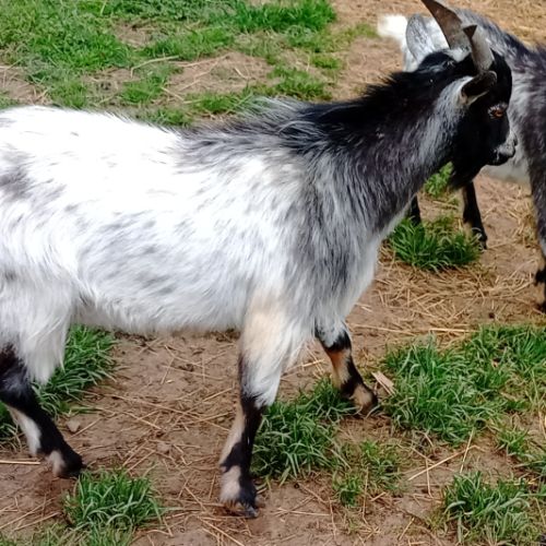 Jeune bouc extra nain #3
