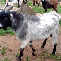 Jeune bouc extra nain #1