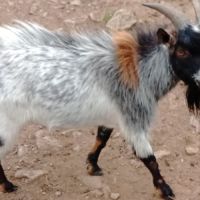 Jeune bouc extra nain
