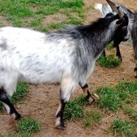 Jeune bouc extra nain #3