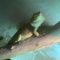 Donne pogona male