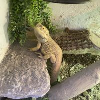 Donne pogona male #2
