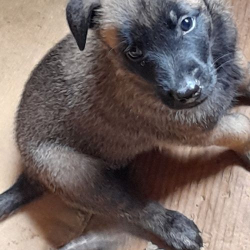 Magnifiques chiots berger belge malinois #2