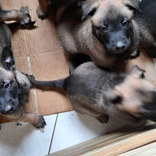 Magnifiques chiots berger belge malinois #3