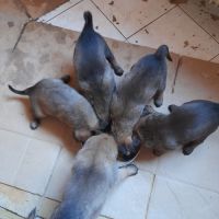 Magnifiques chiots berger belge malinois