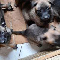 Magnifiques chiots berger belge malinois #3