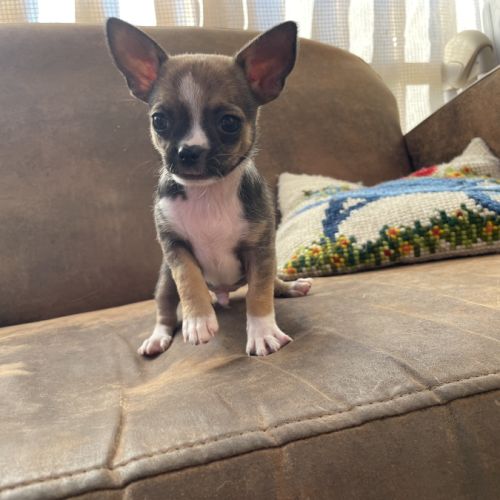 Chiots chihuahua #1