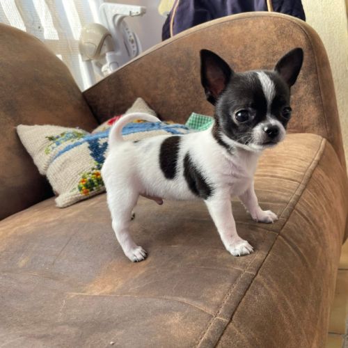 Chiots chihuahua