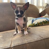 Chiots chihuahua #1