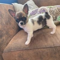 Chiots chihuahua #2