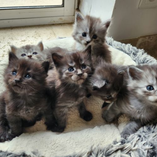Chatons croisés maine coon