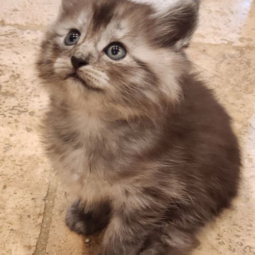 Chatons croisés maine coon #2