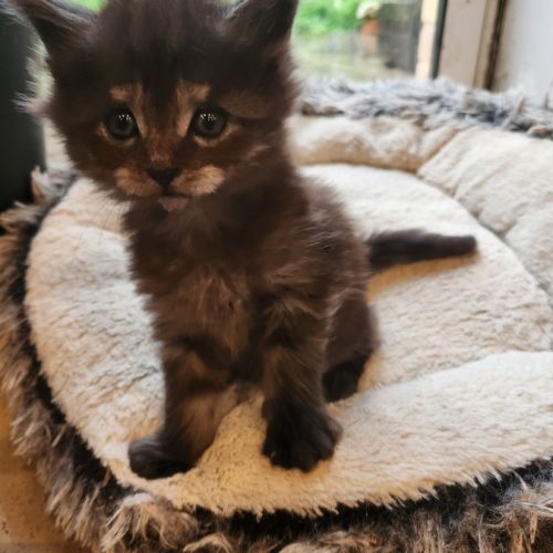 Chatons croisés maine coon #3