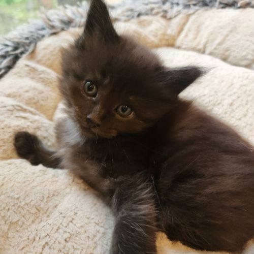 Chatons croisés maine coon #4