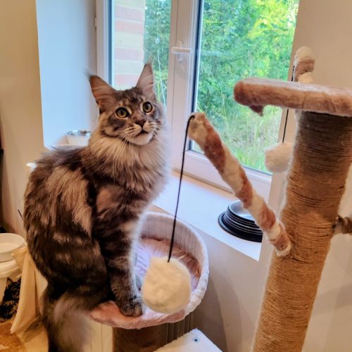 Chatons croisés maine coon #5