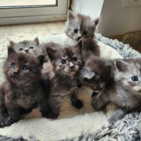 Chatons croisés maine coon #0