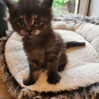 Chatons croisés maine coon #3